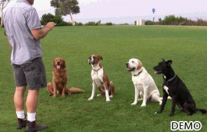 Dog Training
