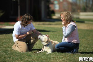 In Home Dog Training